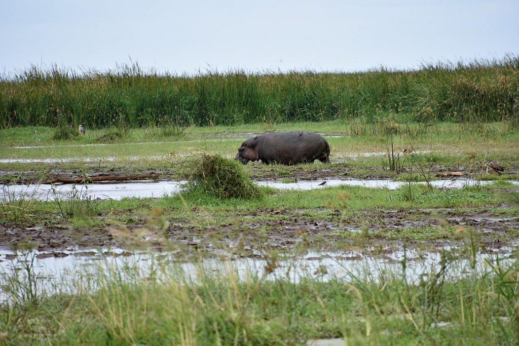 Nijlpaard,_Lake_Manyara_Reisroute_Tanzania
