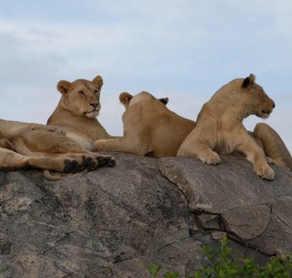 Serengeti - Reisroute Tanzania3