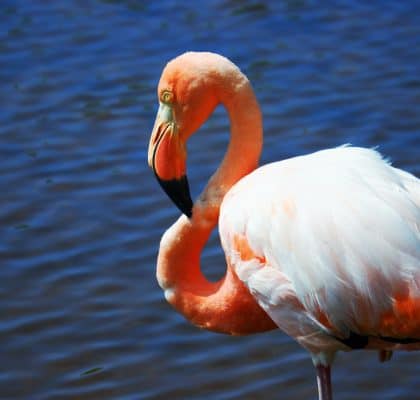 Flamingo - Isla Isabela Galapagos reisroute Ecuador
